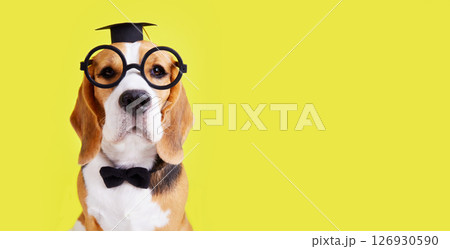 A beagle dog with glasses, a bow tie and a graduate hat A beagle dog with glasses, a bow tie and a graduate hat 126930590