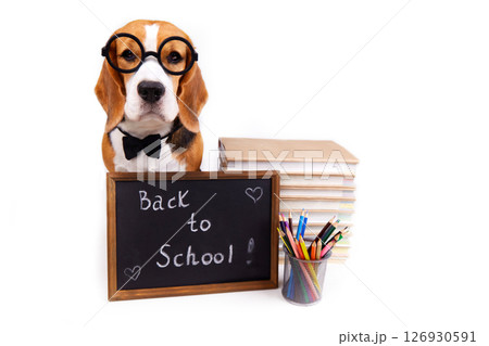A beagle dog wearing glasses and a bow tie sits on a white isolated background. 126930591