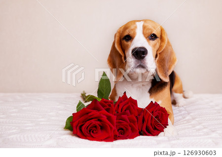Cute beagle dog on the bed with a red rose. Cute beagle dog on the bed with a red rose. 126930603