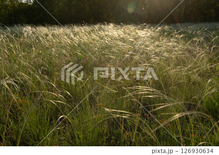 Stipa in the field.The grass twists in the wind. Stipa is a genus of 141 species of large perennial hermaphroditic grasses. 126930634