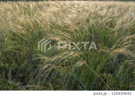 Stipa in the field.The grass twists in the wind. Stipa is a genus of 141 species of large perennial hermaphroditic grasses. Stipa in the field.The grass twists in the wind. Stipa is a genus of 141 species of large perennial hermaphroditic grasses. 126930642