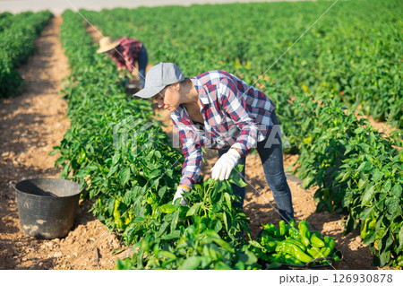 Positive woman harvesting fresh bell peppers on plantation Positive woman harvesting fresh bell peppers on plantation 126930878