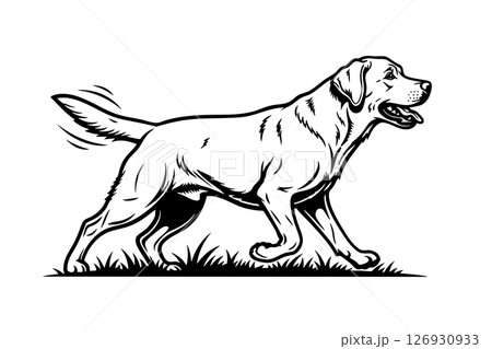 Black and white vector illustration of a happy Labrador Retriever walking with tail wagging. Perfect for pet logos, dog designs, and animal graphics. 126930933