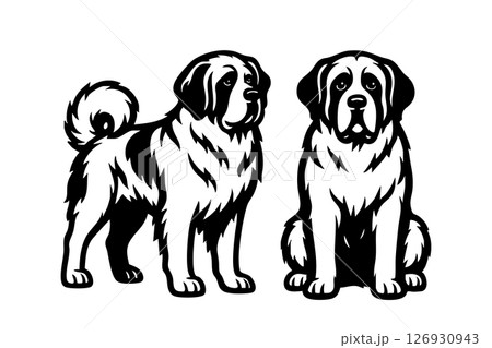 Black and white vector of two Saint Bernard dogs, one standing and one sitting, showcasing fluffy fur and gentle expressions. Ideal for pet and breed art. Animal. 126930943