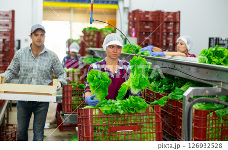 Woman worker in apron standing at conveyor in factory and sorting lettuce 126932528