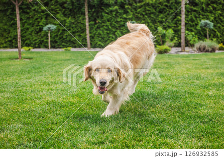 Golden Retriever walking across green lawn with happy expression, looking directly at camera in bright outdoor setting Golden Retriever walking across green lawn with happy expression, looking directly at camera in bright outdoor setting 126932585