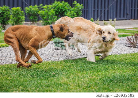Golden Retriever and German Boxer dogs run and play together on a green lawn near decorative gravel in a landscaped garden 126932592