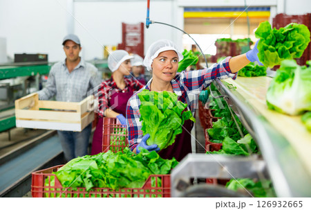 Female worker sorting lettuce on vegetable processing factory Female worker sorting lettuce on vegetable processing factory 126932665