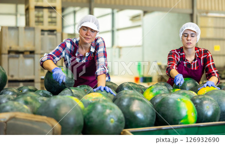 Women in uniform sorting watermelons in factory Women in uniform sorting watermelons in factory 126932690