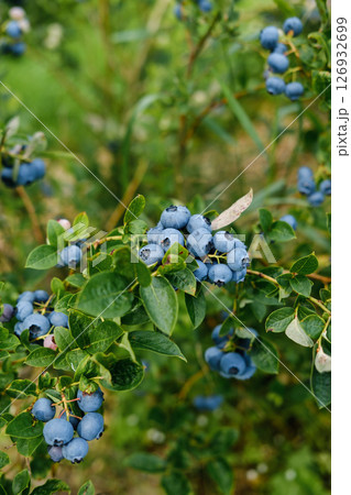 Freshly ripening blueberries hang in clusters on green branches in a lush berry farm during the summer harvest season Freshly ripening blueberries hang in clusters on green branches in a lush berry farm during the summer harvest season 126932699