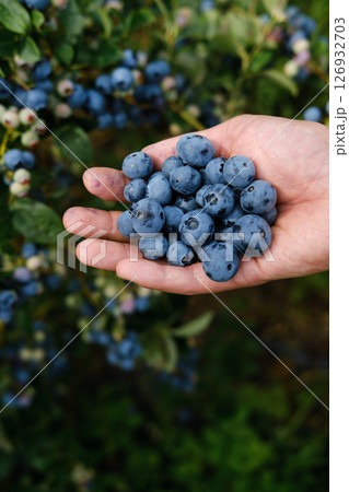 Hand holding fresh blueberries harvested in a vibrant orchard during a sunny summer afternoon Hand holding fresh blueberries harvested in a vibrant orchard during a sunny summer afternoon 126932703