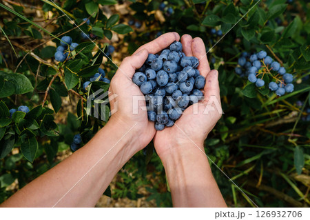 Freshly picked blueberries gathered by hands in a lush garden setting during a sunny afternoon in late summer Freshly picked blueberries gathered by hands in a lush garden setting during a sunny afternoon in late summer 126932706