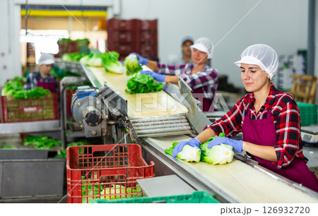 Woman sorting fresh lettuce in vegetable factory Woman sorting fresh lettuce in vegetable factory 126932720
