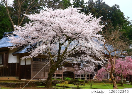 佐渡島　妙宣寺とシダレザクラ 126932846
