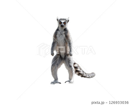 lemur standing on its hind legs isolated on white background lemur standing on its hind legs isolated on white background 126933036