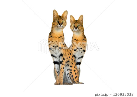 two serval isolated on a white background two serval isolated on a white background 126933038