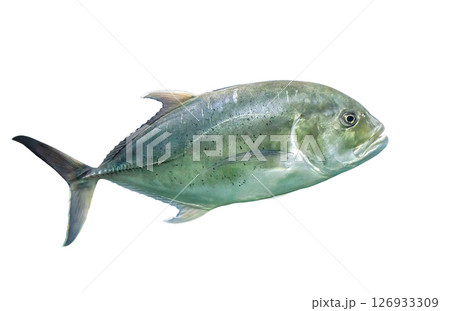 Bigeye trevally silver fish (Caranx sexfasciatus) isolated on white background, side view Bigeye trevally silver fish (Caranx sexfasciatus) isolated on white background, side view 126933309