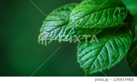 Lush foliage branches on vibrant background creative banner with ample text space Lush foliage branches on vibrant background creative banner with ample text space 126933468