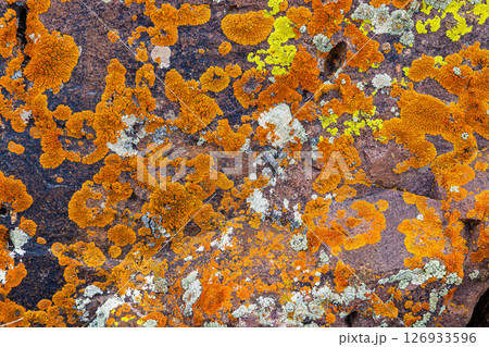 Colorful lichen covering rocky surface - full-frame background 126933596