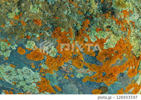 Vibrant green and orange lichen growing on rock in natural mountain climate 126933597