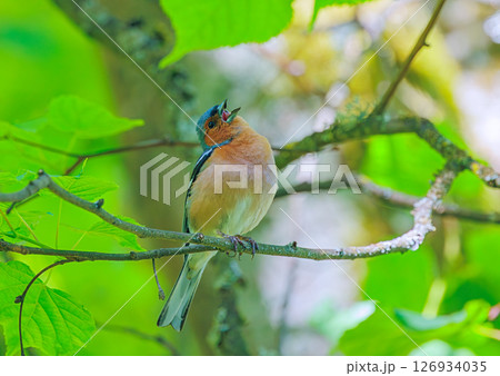 The Eurasian chaffinch, common chaffinch, or simply the chaffinch - Fringilla coelebs is a common and widespread small passerine bird in the finch family The Eurasian chaffinch, common chaffinch, or simply the chaffinch - Fringilla coelebs is a common and widespread small passerine bird in the finch family 126934035