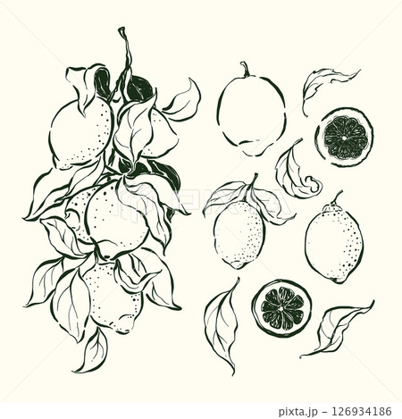 Vector linear fruit doodle illustration of lemons and leaves. Hand-drawn garden harvest sketch. Organic farm graphics. Tasty food for design, veggie market drawing print, fabric or background. 126934186