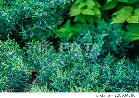 Juniper with ripe berries, selective focus on juniper bush in the shade of autumn bushes, copy space for advertising natural cosmetics 126934200
