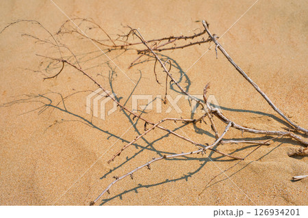 branch of a dried-up shrub against a backdrop of sand, a bright sunny day, the concept of climate change and drought, the idea of limited water resources and concern for ecosystems. 126934201