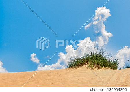Sand dune with green bush on the ridge, bright blue sky with cumulus clouds, copy space with drought and climate change concept 126934206