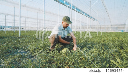 Farmer harvesting watermelon in greenhouse: innovative agriculture cultivating fresh produce Farmer harvesting watermelon in greenhouse: innovative agriculture cultivating fresh produce 126934254