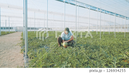 Farmer harvesting watermelon in greenhouse: cultivating fresh produce Farmer harvesting watermelon in greenhouse: cultivating fresh produce 126934255