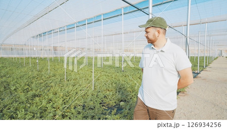 Farmer inspecting watermelon plants growing in greenhouse Farmer inspecting watermelon plants growing in greenhouse 126934256