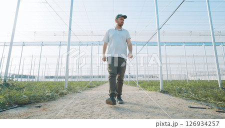 Farmer walking and inspecting crops growing in greenhouse Farmer walking and inspecting crops growing in greenhouse 126934257