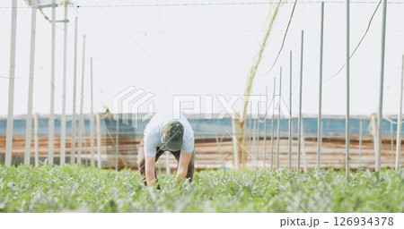 Farmer taking care of tomato plants in greenhouse Farmer taking care of tomato plants in greenhouse 126934378