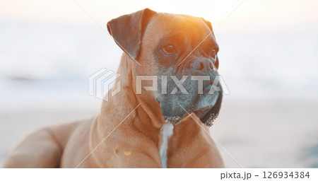 Boxer dog relaxing on beach at sunset 126934384