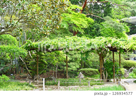 杜の都仙台　北山　輪王寺 日本式庭園　藤棚 126934577
