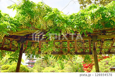 杜の都仙台　北山　輪王寺 日本式庭園　藤棚 126934578