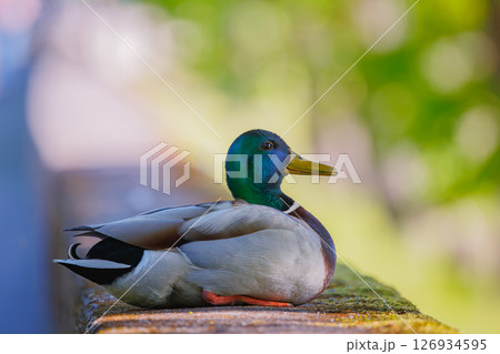 An Elegant Mallard Duck Gracefully Poses in Natures Tranquil and Serene Embrace An Elegant Mallard Duck Gracefully Poses in Natures Tranquil and Serene Embrace 126934595