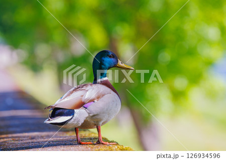 An Elegant Mallard Duck Gracefully Poses in Natures Tranquil and Serene Embrace 126934596