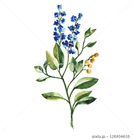 Hand Painted Watercolor Flower Vector Illustration Floral Element on White Background 126934610