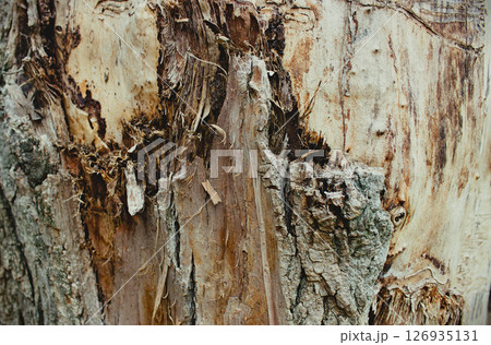 Texture Of Tree Trunk With Aged Bark And Light Wood Under It Stock Photo For Backgrounds  126935131