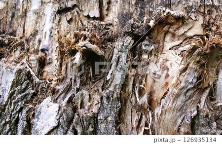Abstract Pattern Of Aged Tree Trunk Closeup View Stock Photo 126935134