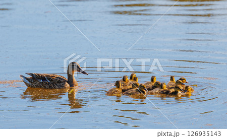 A Mother Duck and Her Adorable Ducklings Are Swimming Together in the Glistening Water 126935143