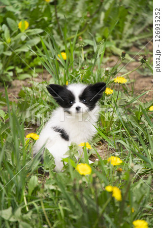 Adorable black and white Papillon puppy sitting in a spring meadow surrounded by bright yellow dandelions. Fluffy fur, expressive eyes, and big ears. Perfect for themes of pets, spring, and nature. 126935252