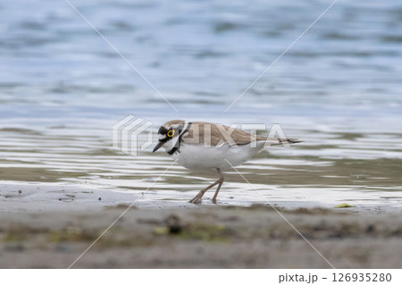 Little Ringed Plover - Charadrius dubius, outdoor Little Ringed Plover - Charadrius dubius, outdoor 126935280
