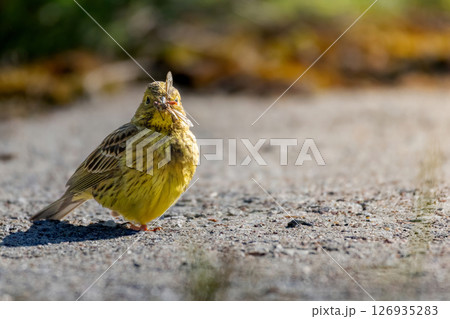 The yellowhammer bird (Emberiza citrinella) on road The yellowhammer bird (Emberiza citrinella) on road 126935283
