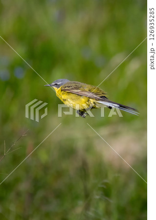 male Yellow wagtail Wagtail (Motacilla flava) Small bird 126935285