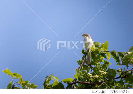 Common Whitethroat Sylvia communis sitting in a green bush 126935295