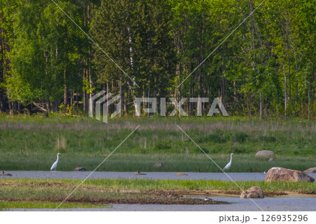 Beautiful Great Egret (Ardea alba) standing in grassy marshland. Beautiful Great Egret (Ardea alba) standing in grassy marshland. 126935296