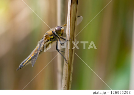 A dragonfly (Libellula quadrimaculata) resting A dragonfly (Libellula quadrimaculata) resting 126935298